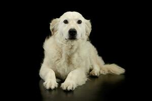 studio skott av en härlig gyllene retriever valp foto