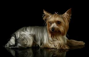 studio skott av ett förtjusande yorkshire terrier foto