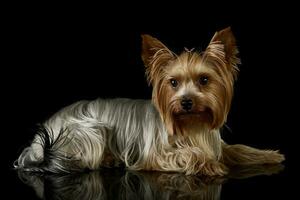 studio skott av ett förtjusande yorkshire terrier foto