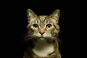 porträtt av en härlig inhemsk katt foto