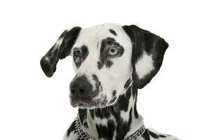 porträtt av ett förtjusande dalmatian hund med annorlunda färgad ögon ser nyfiket foto