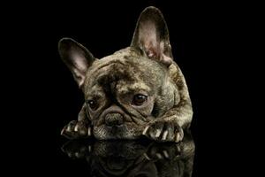 studio skott av en härlig franska bulldogg foto