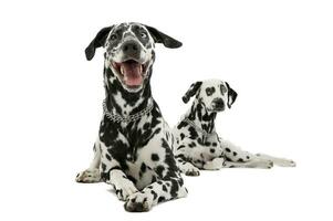 studio skott av två förtjusande dalmatian hund liggande och ser nyfiket på de kamera foto