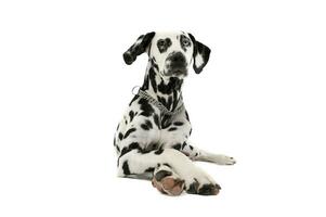 studio skott av ett förtjusande dalmatian hund med annorlunda färgad ögon liggande och ser nyfiket på de kamera foto