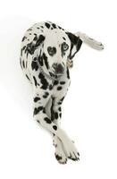 studio skott av ett förtjusande dalmatian hund med annorlunda färgad ögon liggande och ser nyfiket på de kamera foto