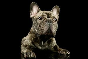 studio skott av en härlig franska bulldogg foto