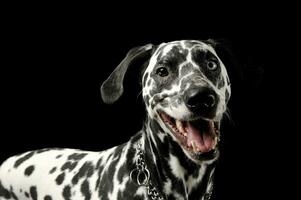 porträtt av ett förtjusande dalmatian hund med annorlunda färgad ögon stående och ser nöjd foto