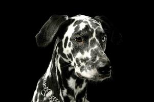 porträtt av ett förtjusande dalmatian hund med annorlunda färgad ögon ser nyfiket foto