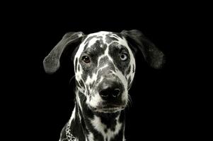 porträtt av ett förtjusande dalmatian hund med annorlunda färgad ögon ser nyfiket på de kamera foto