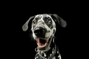 porträtt av ett förtjusande dalmatian hund med annorlunda färgad ögon ser nöjd foto