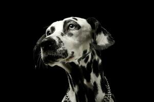 porträtt av ett förtjusande dalmatian hund med annorlunda färgad ögon ser upp nyfiket foto