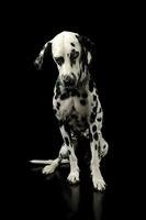 studio skott av ett förtjusande dalmatian hund Sammanträde och ser ledsen foto