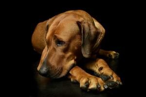 studio skott av en härlig rhodesian ridgeback foto