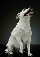 studio skott av ett förtjusande blandad ras hund Sammanträde och ser nöjd foto