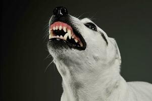 porträtt av ett upphetsad blandad ras hund ser arg foto