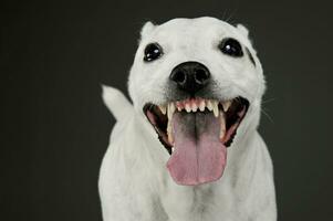 porträtt av ett förtjusande blandad ras hund ser rolig med hängande tunga foto