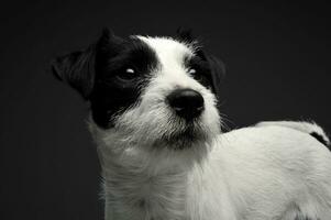 porträtt av ett förtjusande präst russell terrier ser nyfiket foto