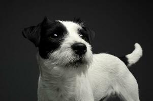 porträtt av ett förtjusande präst russell terrier ser nyfiket foto