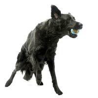 ett förtjusande blandad ras hund spelar med en boll foto