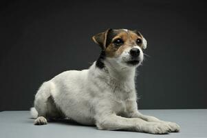 ett förtjusande präst russell terrier liggande på grå bakgrund foto