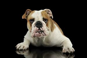 engelsk bulldogg avkopplande i de mörk studio foto