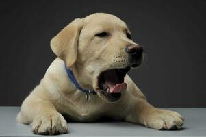 ett förtjusande labrador retriever valp gapande på grå bakgrund foto