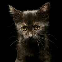 porträtt av en söt liten kattunge foto