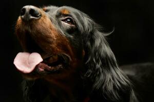 porträtt av ett förtjusande Gordon setter foto