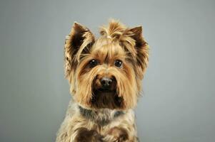 porträtt av ett förtjusande yorkshire terrier foto