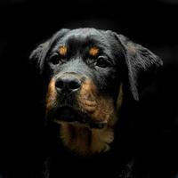 rottweiler porträtt i de Balck Foto studio