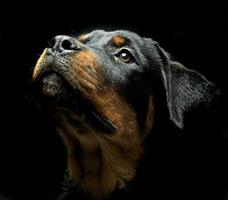 rottweiler porträtt i de Balck Foto studio