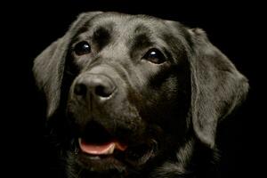 porträtt av ett förtjusande labrador retriever foto