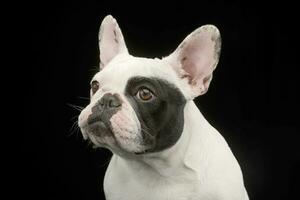 porträtt av ett förtjusande franska bulldogg foto