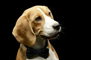 porträtt av ett förtjusande beagle foto
