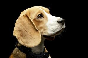 porträtt av ett förtjusande beagle foto