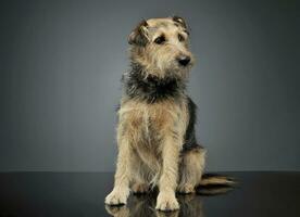 studio skott av ett förtjusande blandad ras hund Sammanträde och ser nyfiket foto