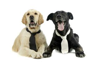 studio skott av två förtjusande blandad ras hund bär en slips foto