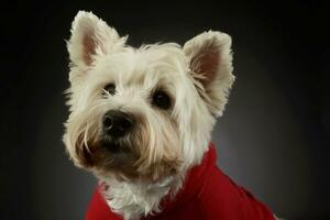 porträtt av en härlig väst högland vit terrier westie foto