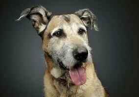 porträtt av ett förtjusande blandad ras hund ser nöjd foto