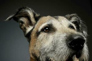 porträtt av ett förtjusande blandad ras hund ser nyfiket foto