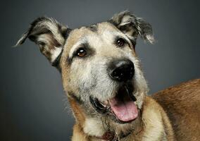 porträtt av ett förtjusande blandad ras hund ser nöjd foto