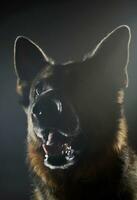 porträtt av ett förtjusande tysk herde hund foto