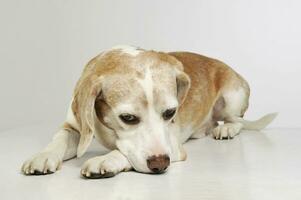 studio skott av ett förtjusande beagle foto