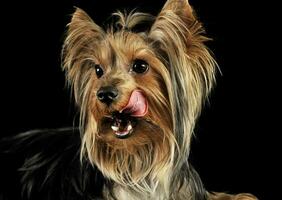 porträtt av ett förtjusande yorkshire terrier foto