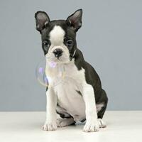 studio skott av valp boston terrier foto