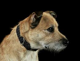 blandad ras brun rolig hund i en mörk studio foto