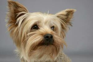 studio skott av yorkshire hund foto