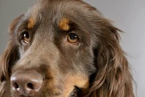 porträtt av ett förtjusande amerikan cockerspaniel spaniel foto