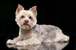 studio skott av ett förtjusande yorkshire terrier foto