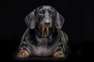 studio skott av ett förtjusande blandad ras hund foto